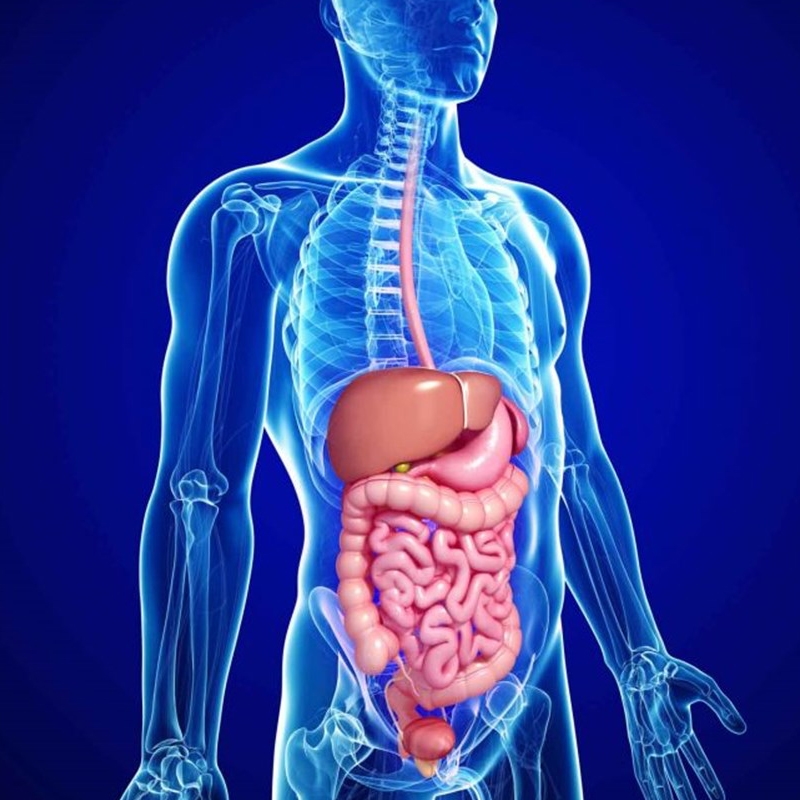 Digestive System and Colon Surgeries - Dr Wael shalaan